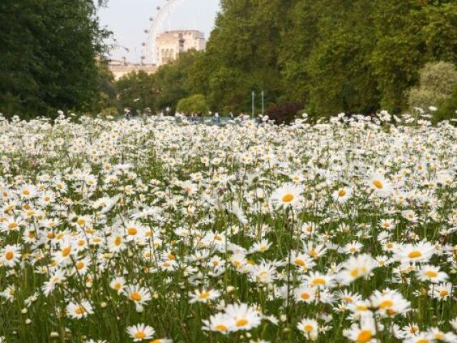 campo com flores