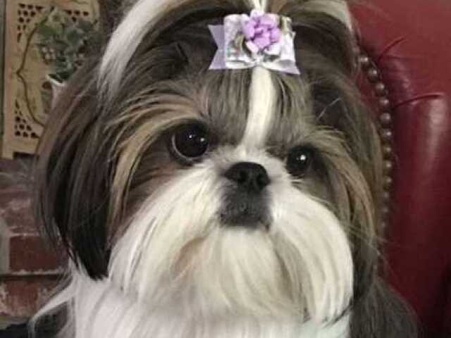 Shih-tzu