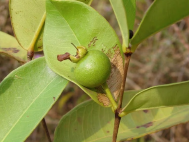 Araçazeiro