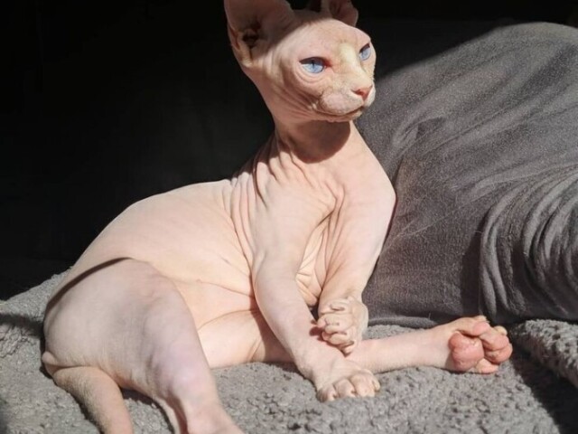 Sphynx