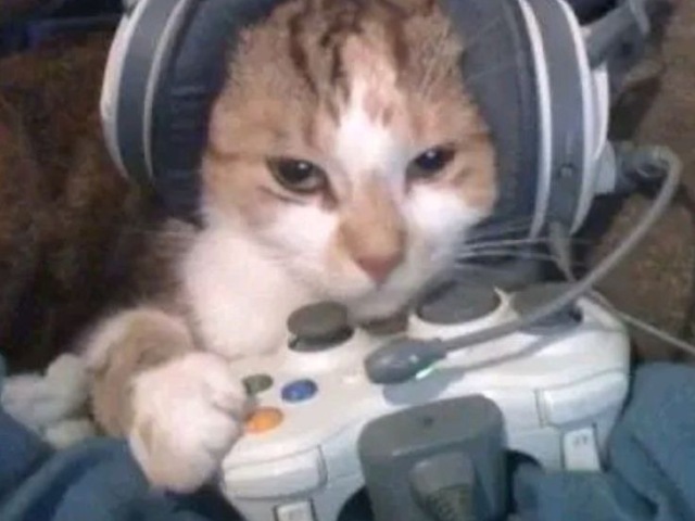 gato gamer