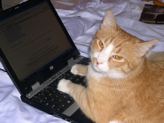 gato cronicamente online