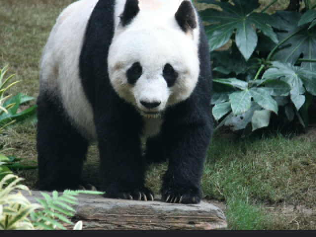 Panda