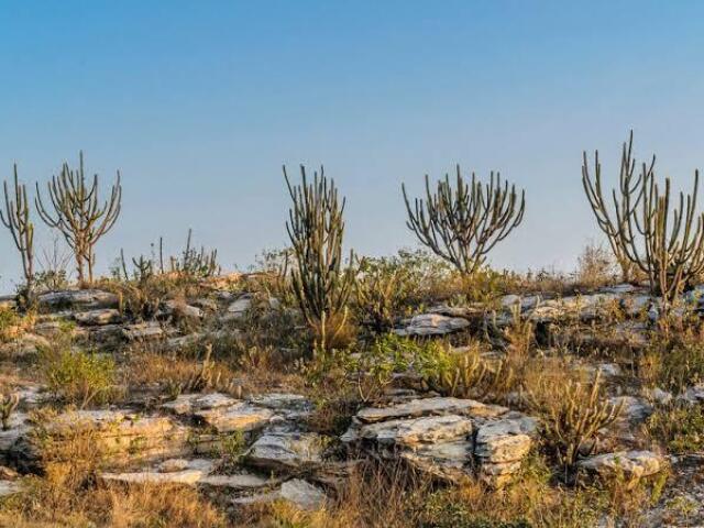 Caatinga