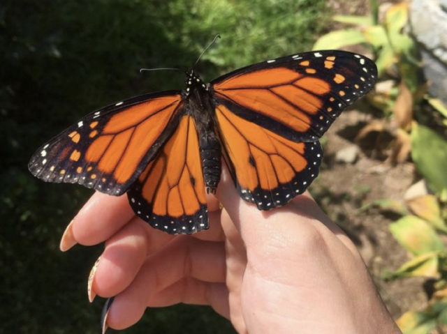 Borboleta