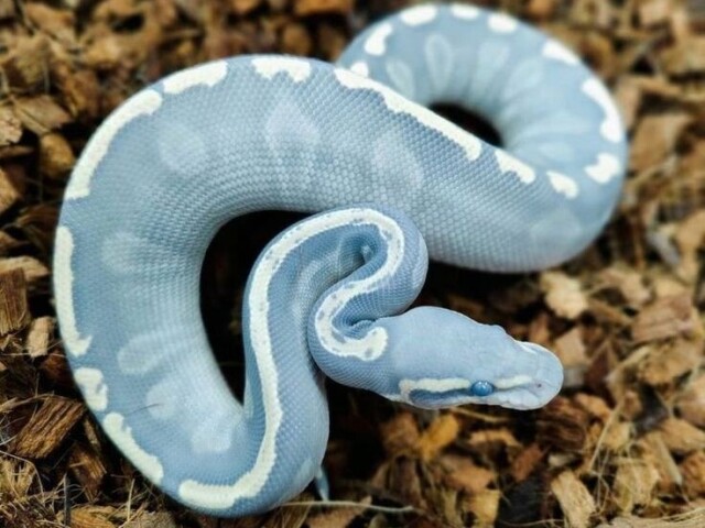 A cobra "chique"! (Essa é uma cobra que faz pérolas aos seus donos)