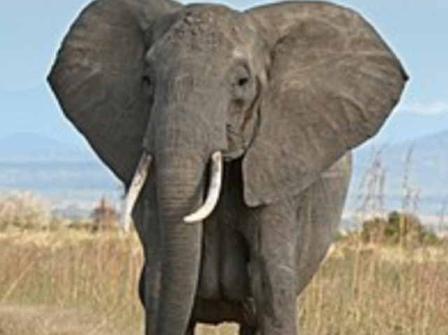 Elefante