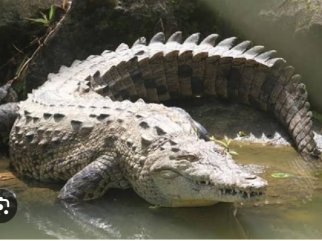 Crocodilo