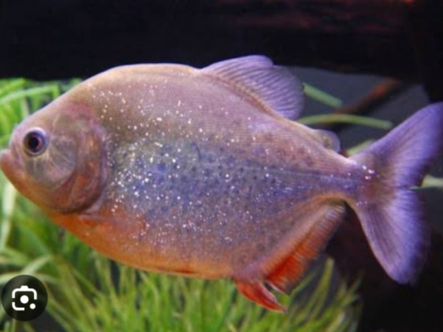 Piranha