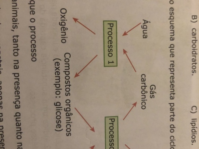 Um é realizada por animais tanto na presença quanto na ausência de luz