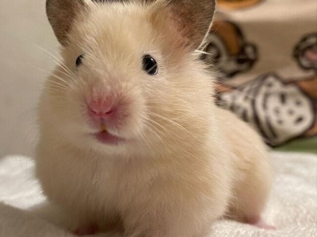 Hamster