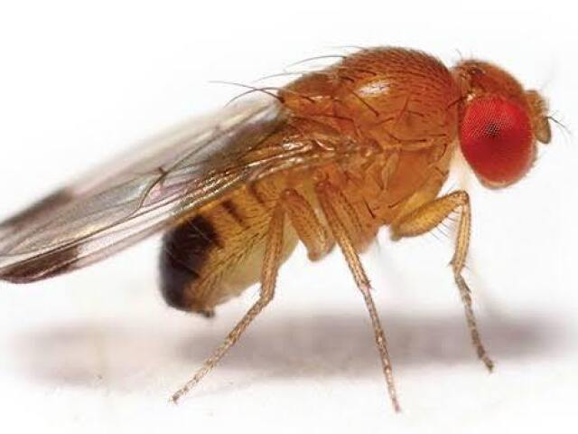 Mosquitos da espécie Drosophila melanogaster, a bordo do foguete U.S. V-2