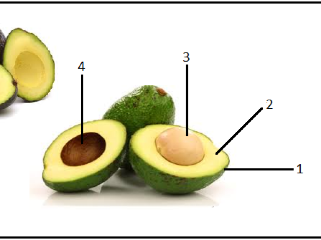 1=Epicarpo
2=mesocarpo
3=endocarpo
4=semente