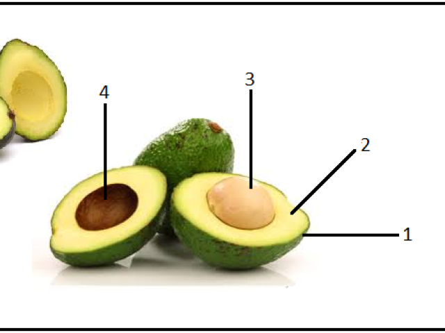 1=casca
2=mesocarpo
3=epicarpo
4=endocarpo