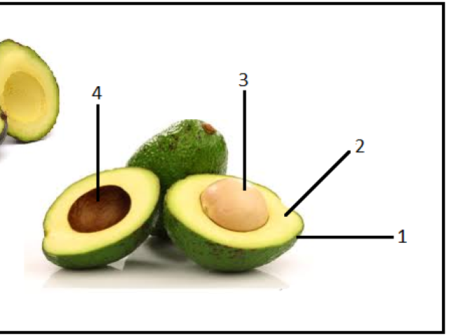 1=tegumento
2=endocarpo
3=mesocarpo
4=semente