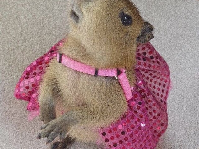 Capybara