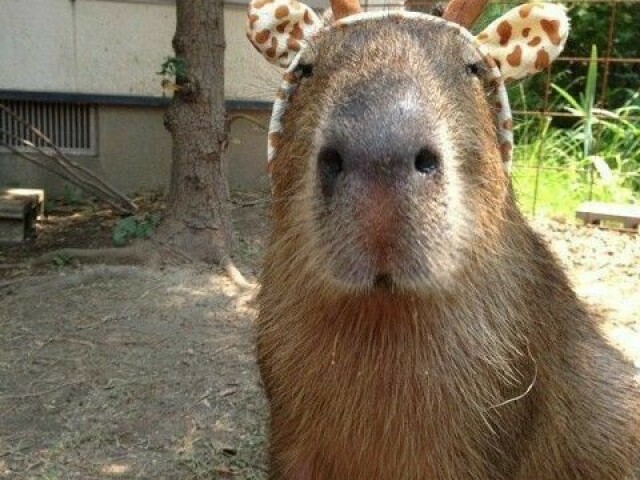 Capivara