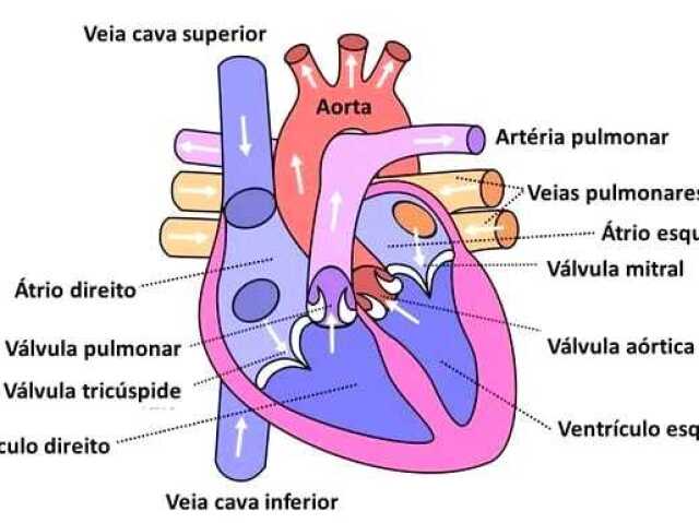 Átrios e ventrículos