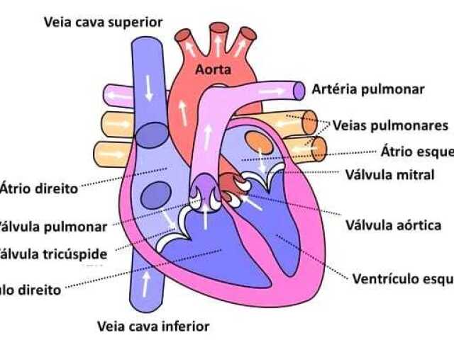 Veias cava superior e inferior