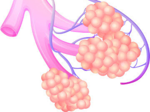 A figura representa os pulmões, estruturas responsáveis por absorver o gás carbônico do ar atmosférico e transferi-lo para o sangue através do processo de hematose.