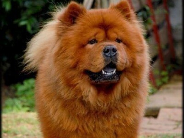 Chow Chow