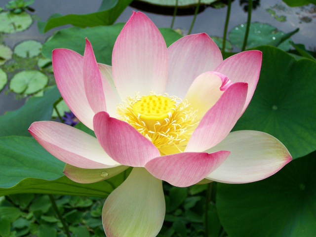 lotus