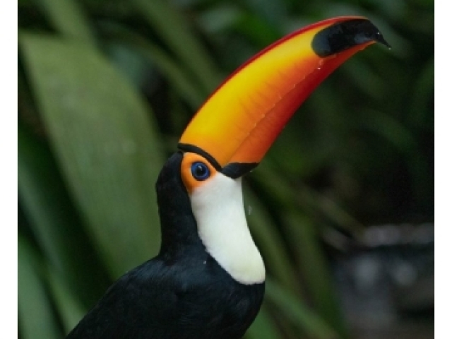 Tucano-toco