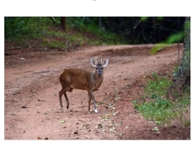 Veado 🦌