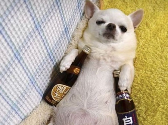 cachorro cerveja