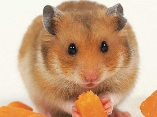 Hamster