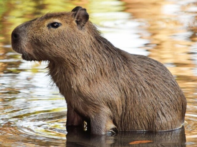 Capivara