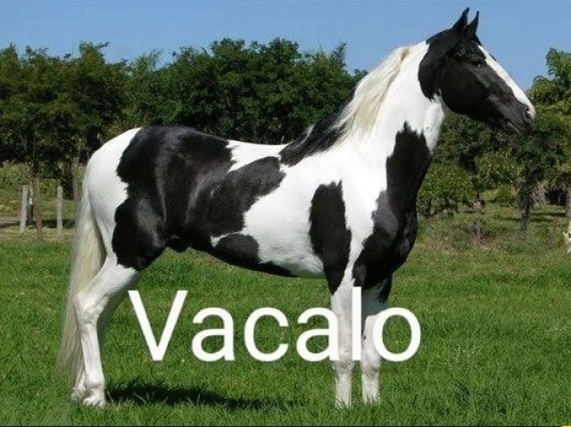 Vacalo bonito