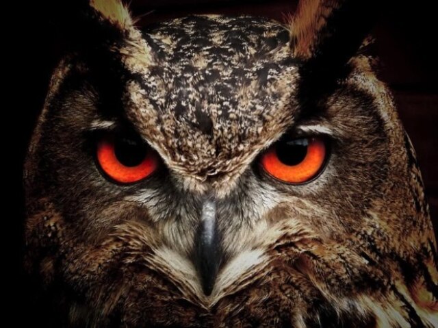 Owl