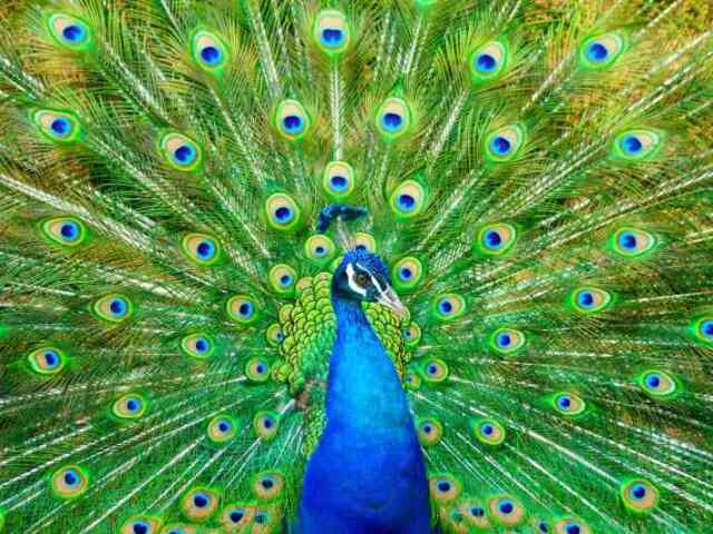 Peacock