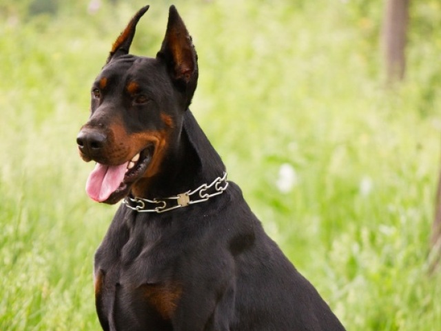 Doberman