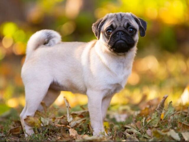 Pug