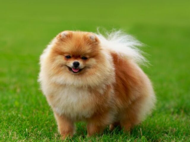 Lulu da pomerania