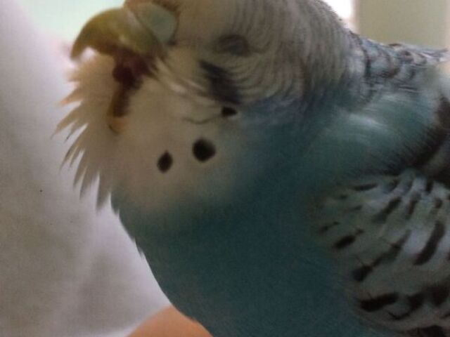 Aves!