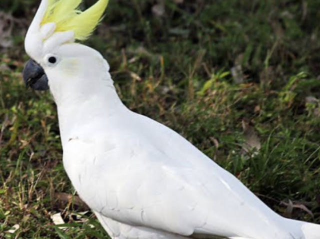 Cacatua