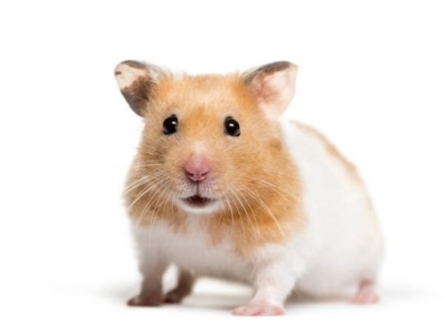 Hamster