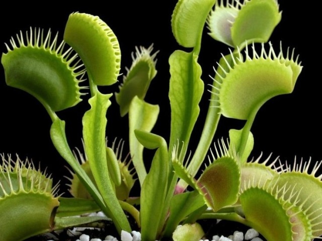 Carnivorous plant