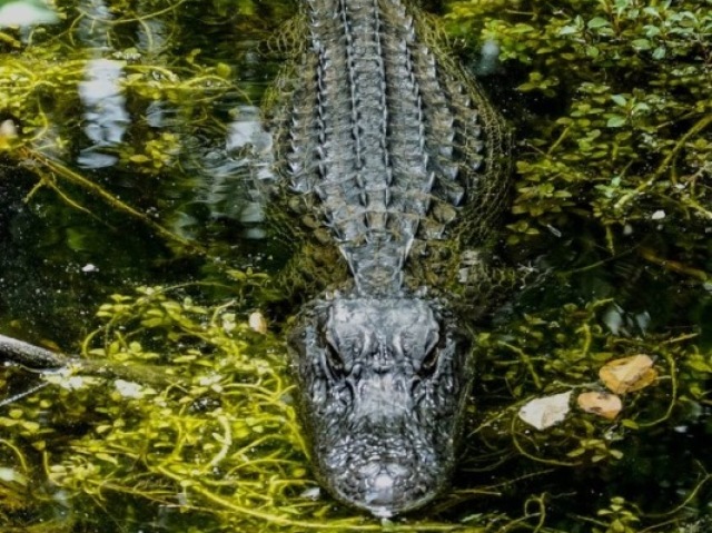 Crocodile