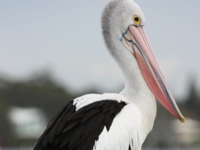 Pelican