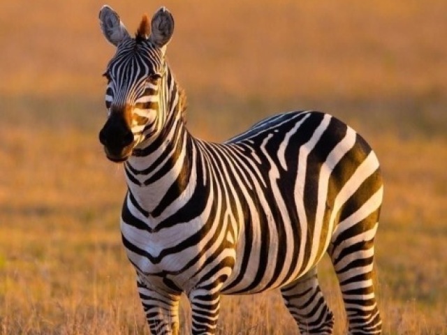 Zebra