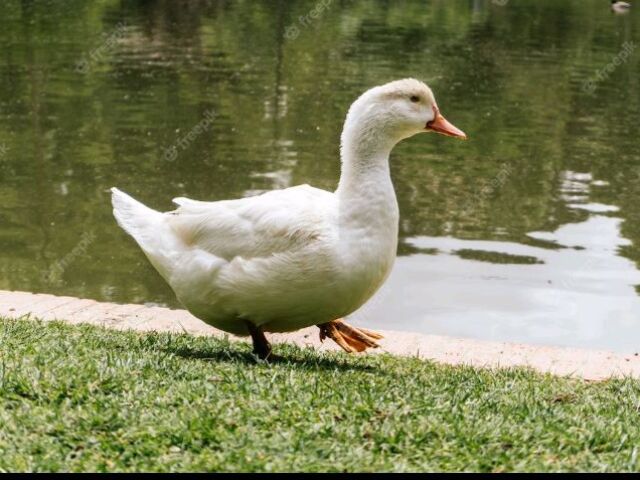 Pato