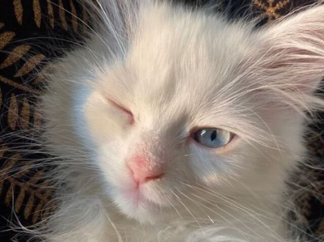 Gato