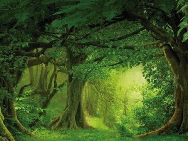 Numa floresta