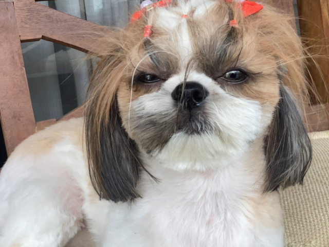 Um shih tzu muito fofo!!!