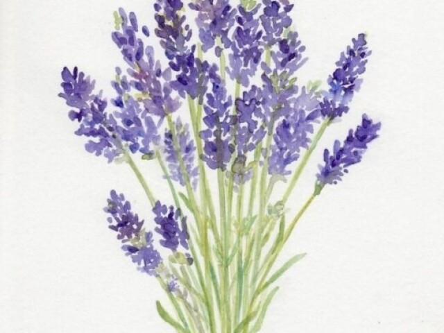 Lavanda