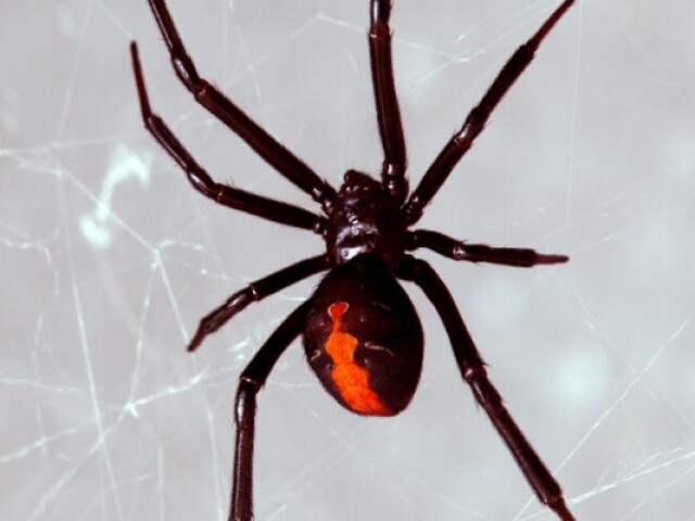 Aranha